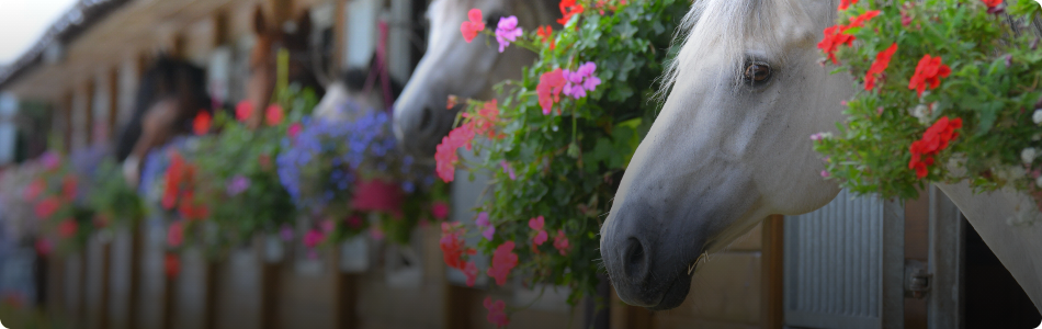 Stables